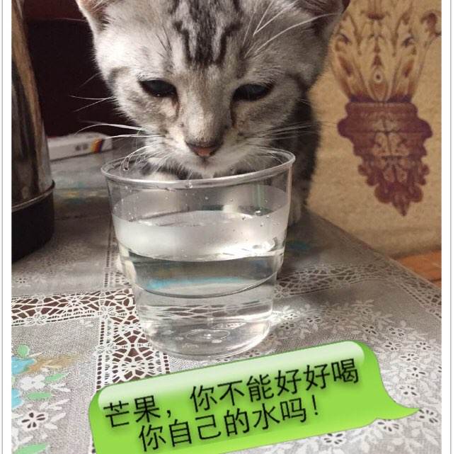 英语四级办证多少钱